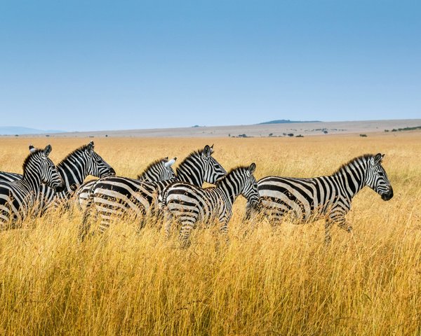 Où observer la faune en Tanzanie ?