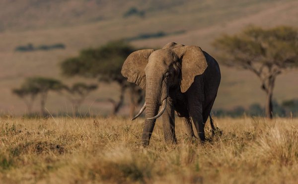 Comment organiser un safari photo des lions dans le Serengeti en Tanzanie ?